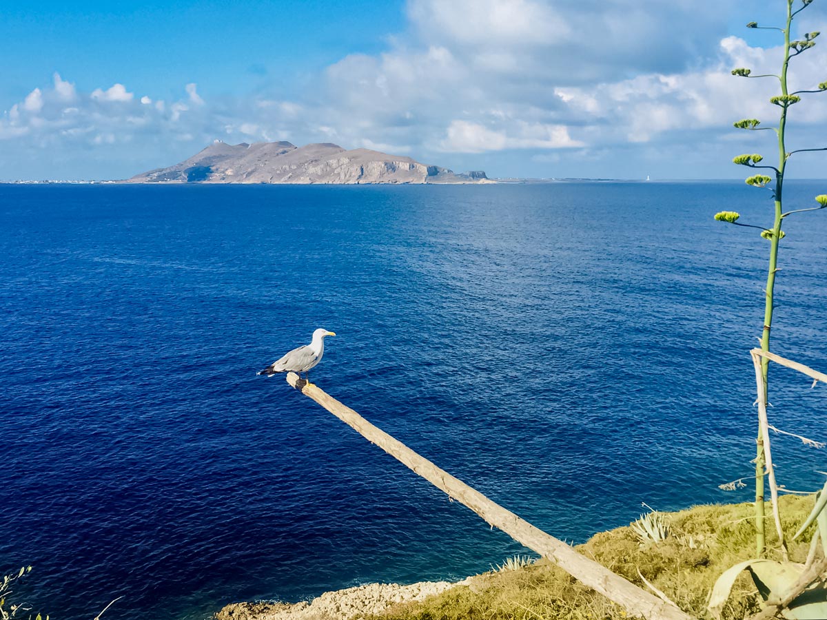 Seagull flying over ocean islands Western Sicily Walking Holiday Italy