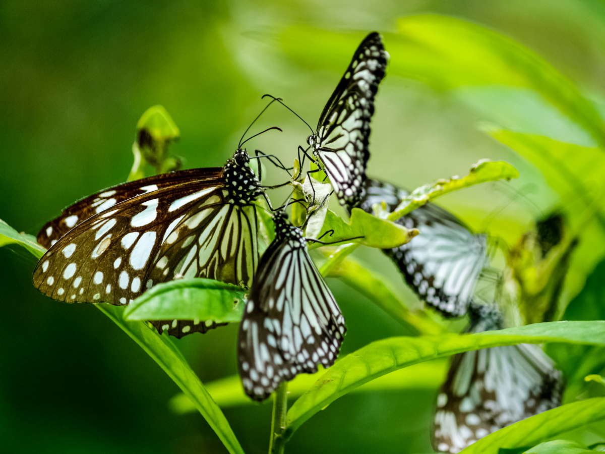 Butterflies at Kumarakom Bird Sanctuary Kumarakom India Kerala India
