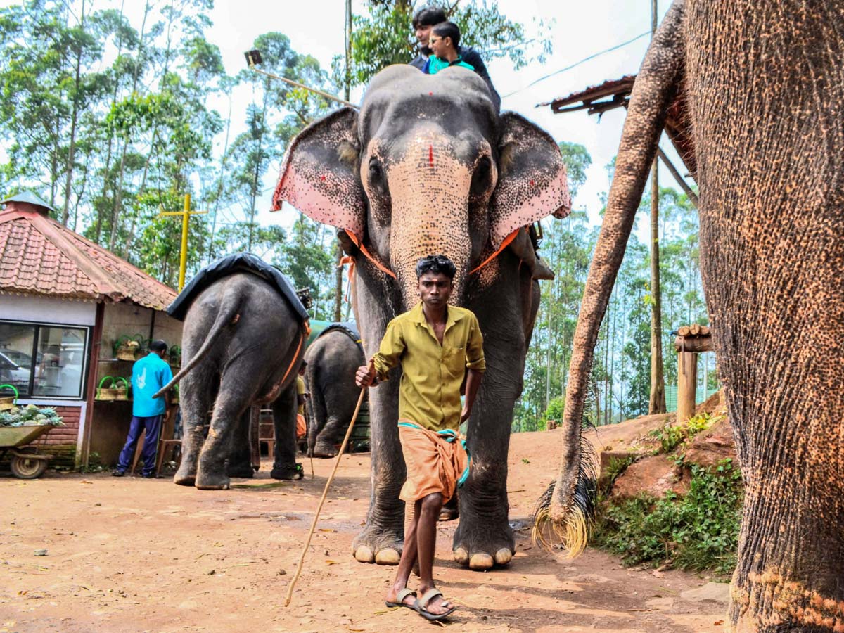Elephant rides transport in beautiful Kerala India