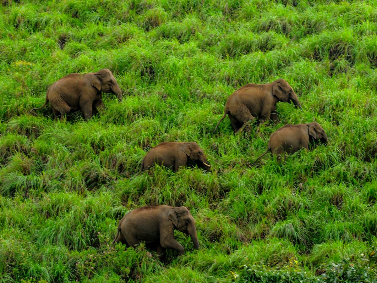 Family of Elephants at Periyar Kerala India