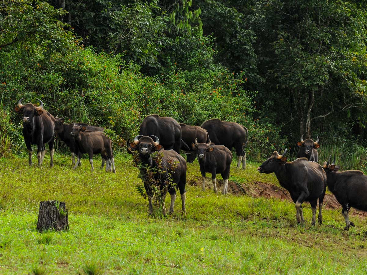 Periyar Wildlife Sanctuary waterbuffalo in beautiful Kerala India