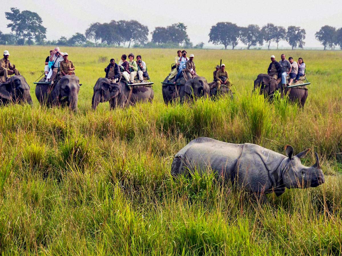 TransIndia Elephant riding Safari in Kaziranga National Park in North East India