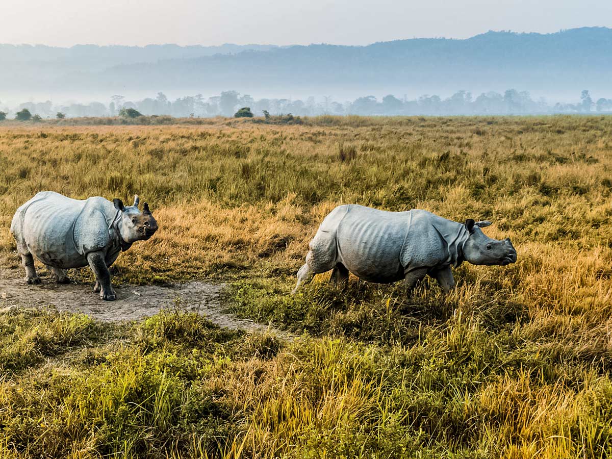 Rhinos in Kaziranga National Park North East India