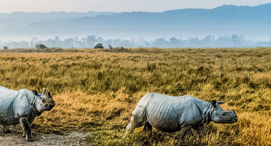 India's Northeast Sightseeing Tour