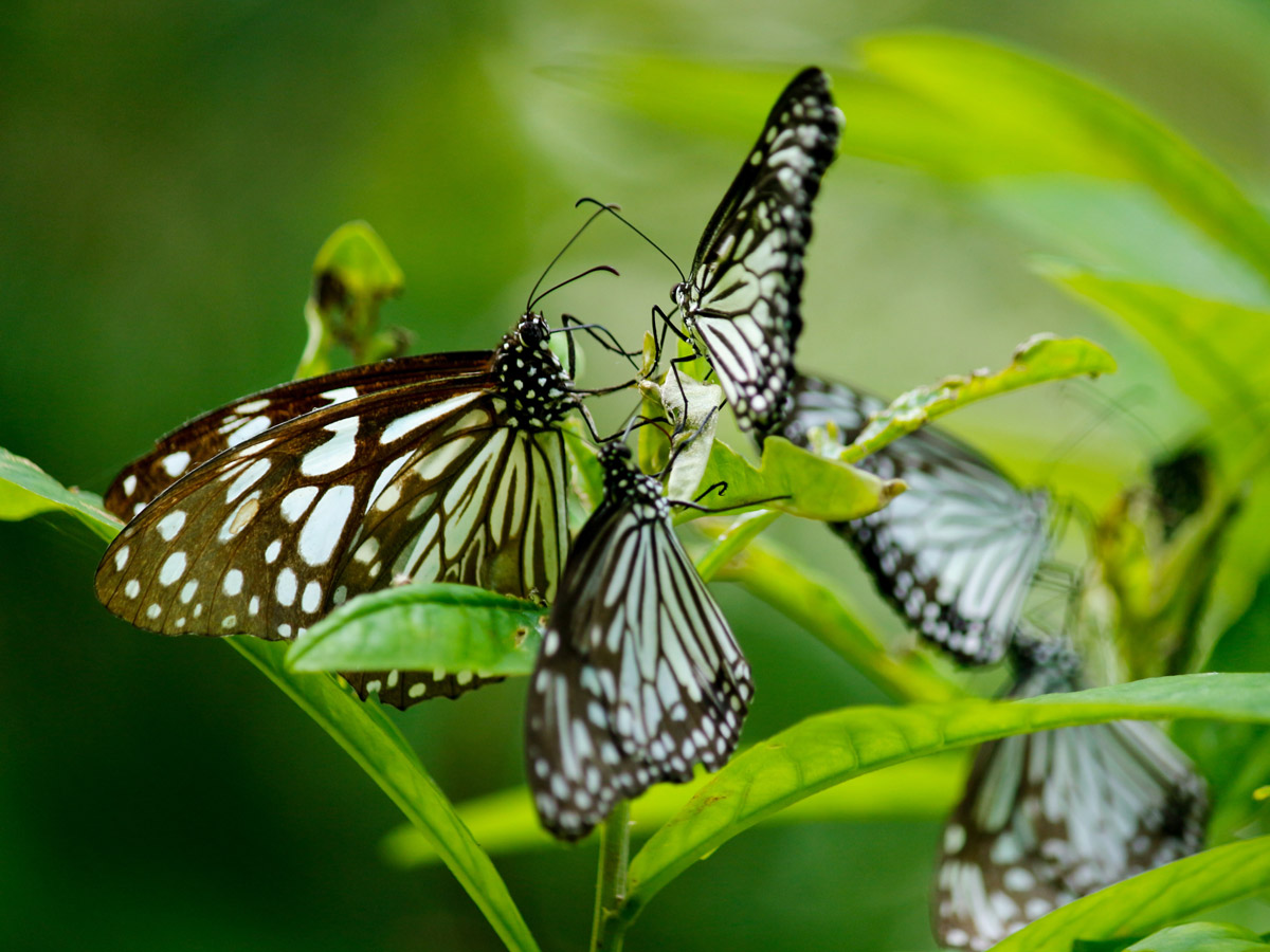 Kumarakom Bird Sanctuary Kumarakom India