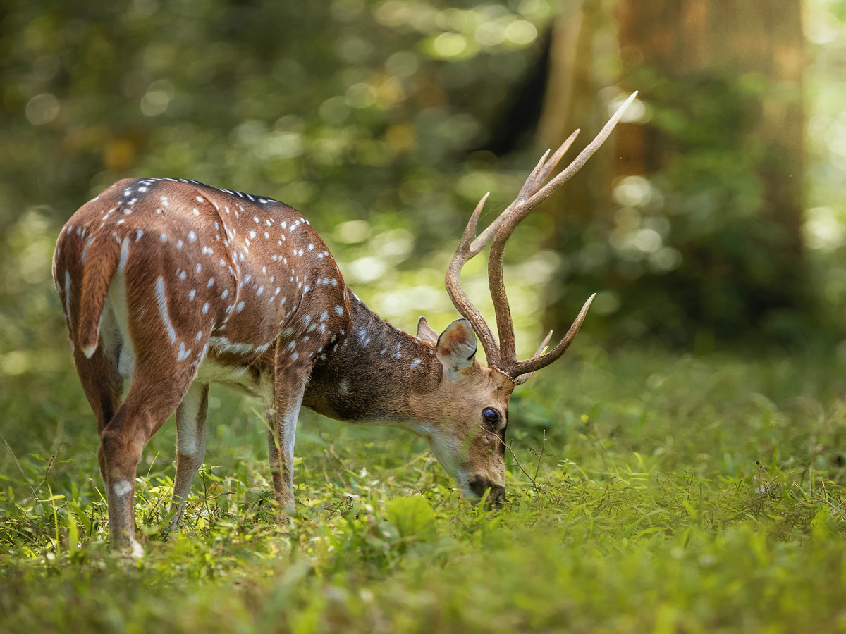 Periyar Tiger Reserve plakkad India