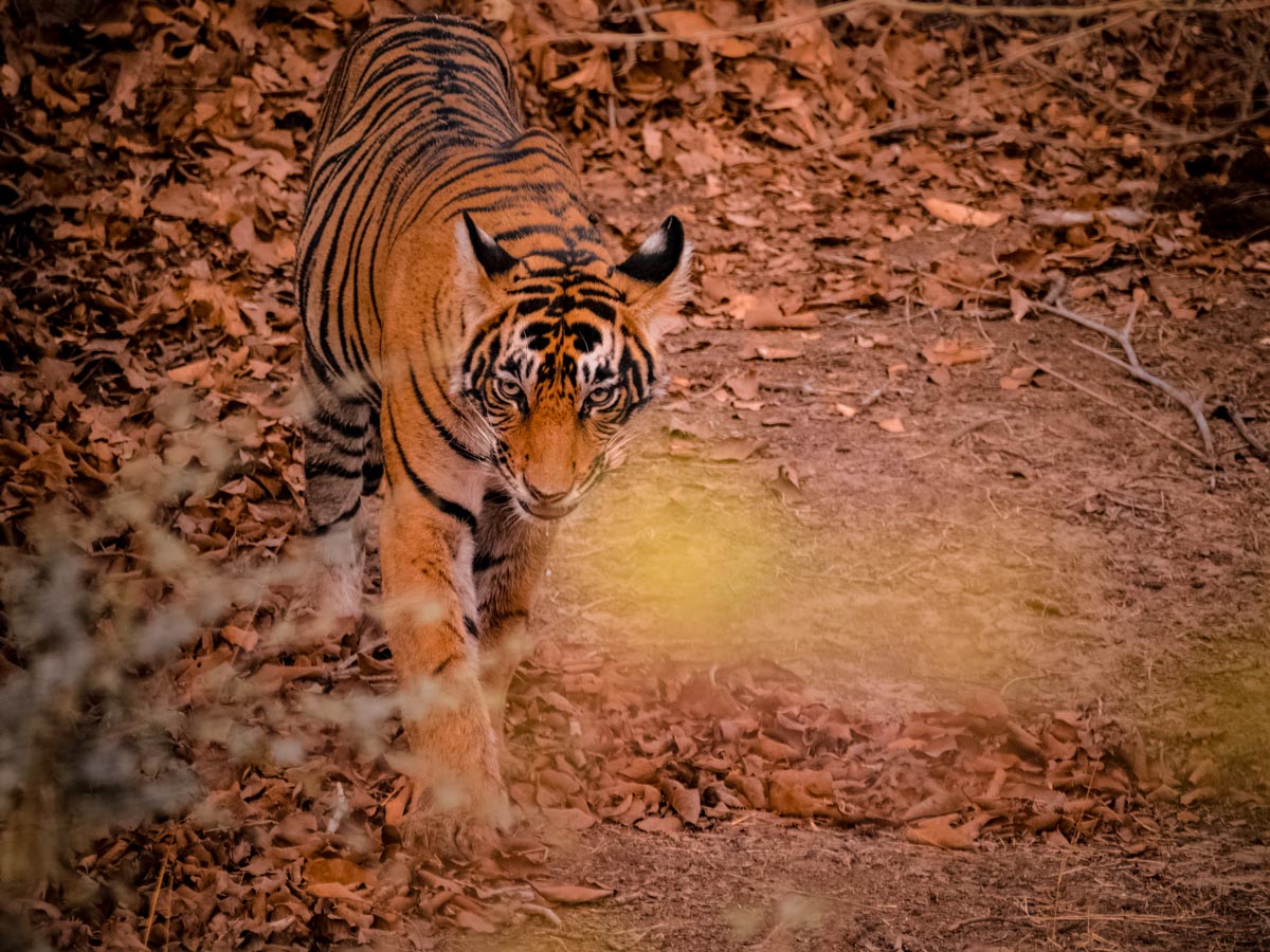 Ranthambore National Park wildlife bengal tiger Rajasthan India