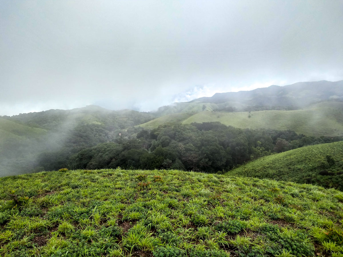 Misty foggy Coorg forest jungle India