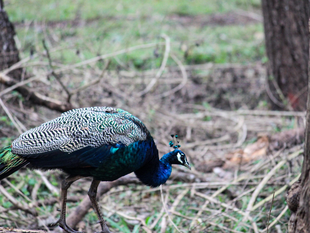 Nagarahole national park peacock Safari Nalkeri Forest Karnataka India