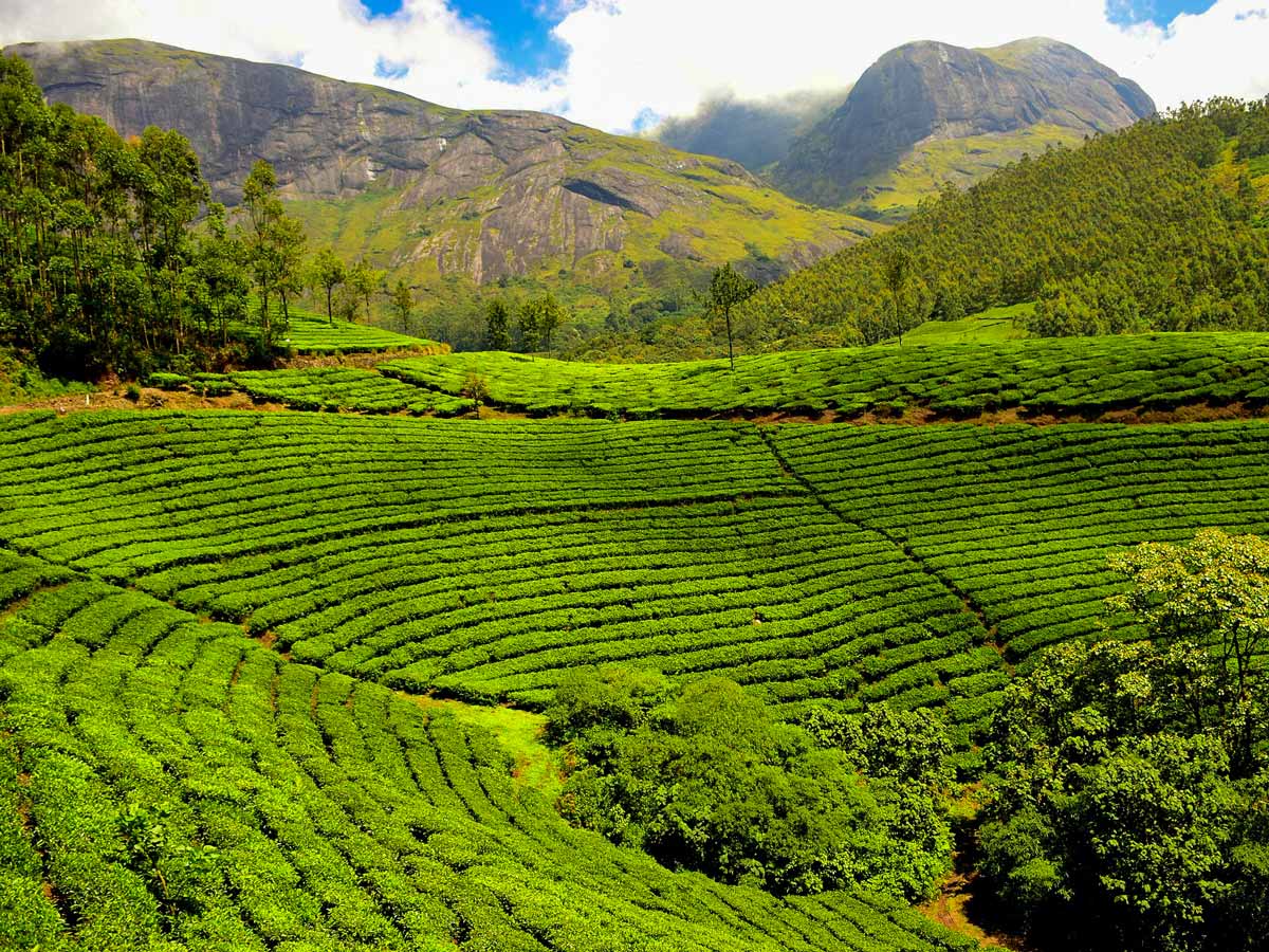 TransIndia Tea Gardens in Coorg India