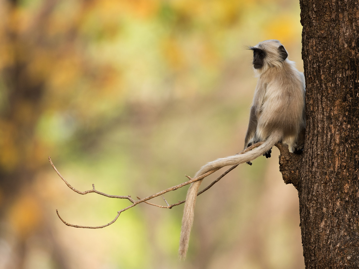 Silver monkey sitting in Kanha National Park tree safari India
