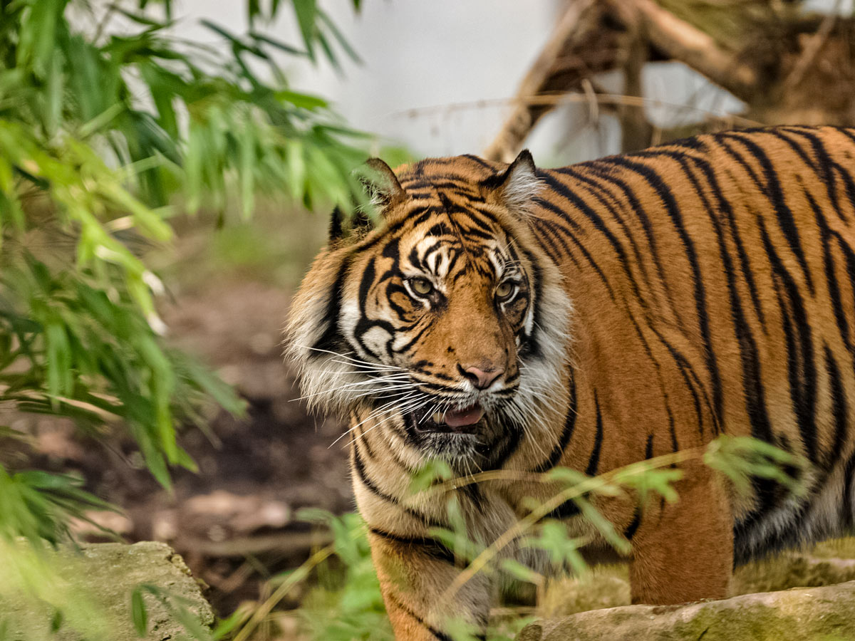 Stunning Bengal tiger spotted along safari adventure tour in India
