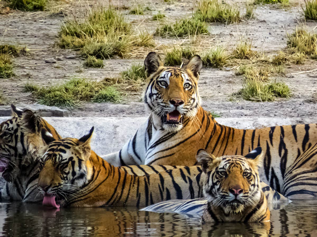 Bandhavgarh National Park Bengal tigers lounging in the water India