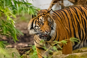 Tiger Safari Tour