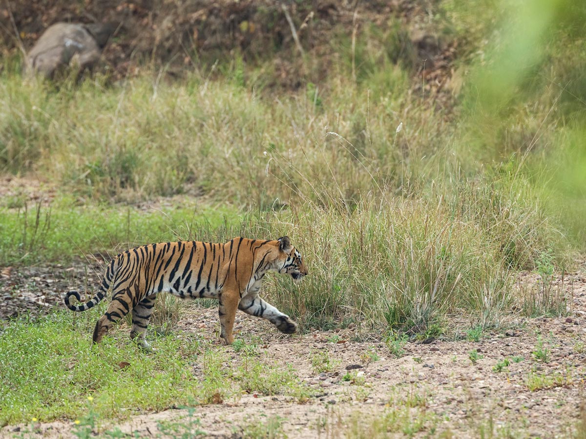 Bengal tiger beautiful wildlife India