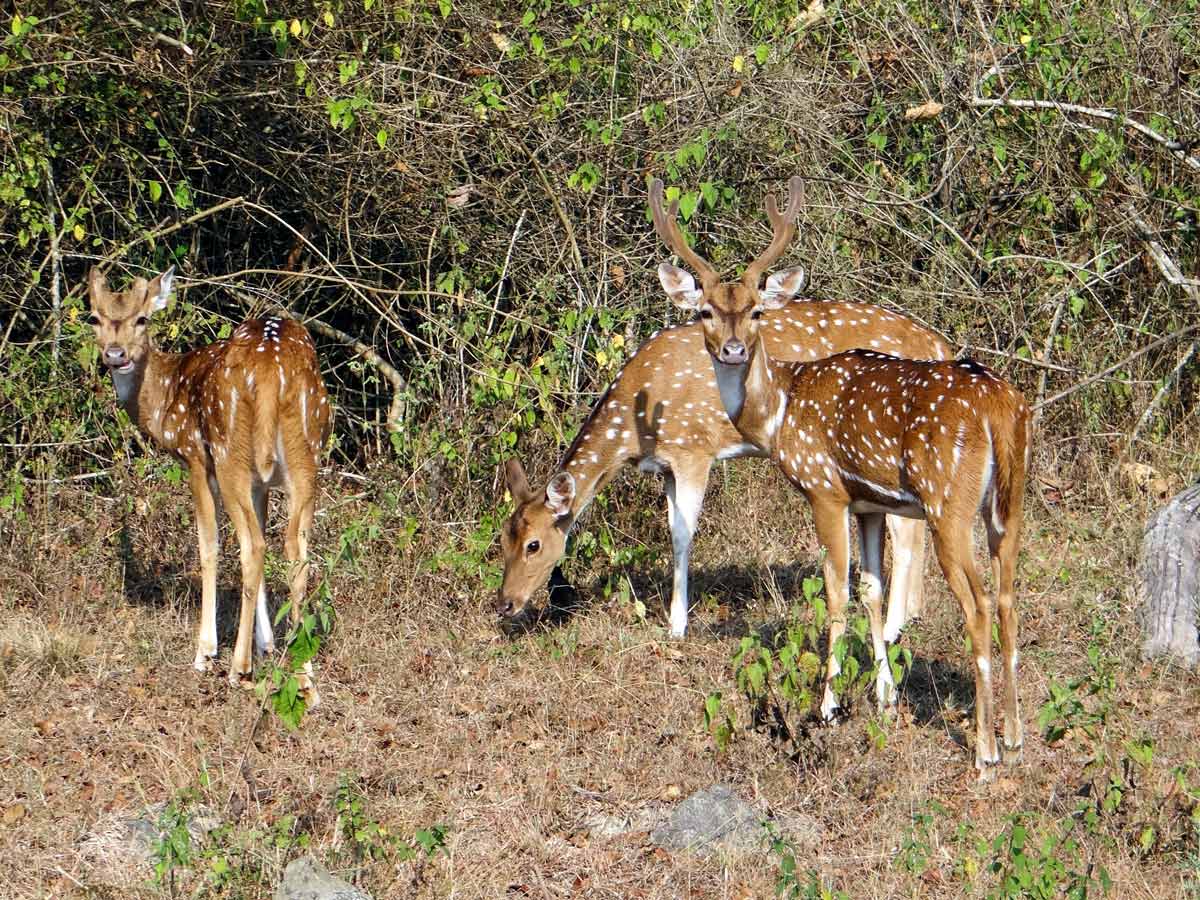 Spotted Deer wildlife India