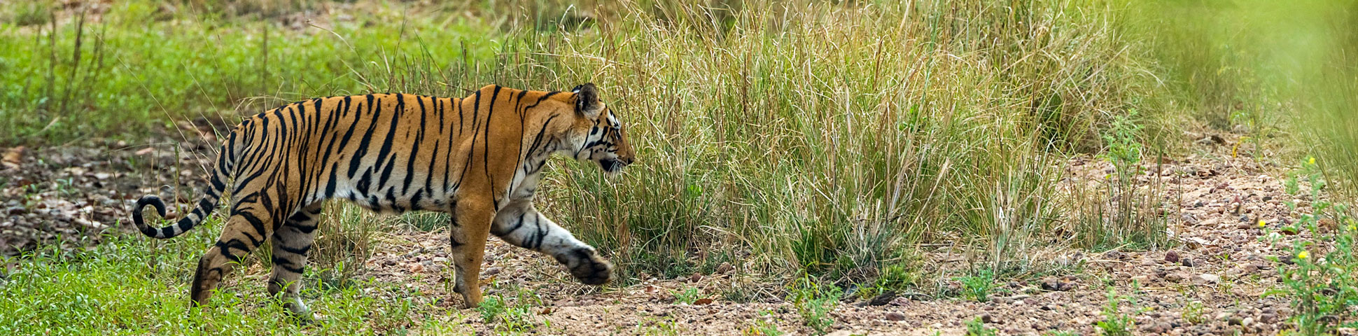 Tiger Trail Safari Tour