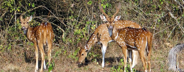 Tiger Trail Safari Tour