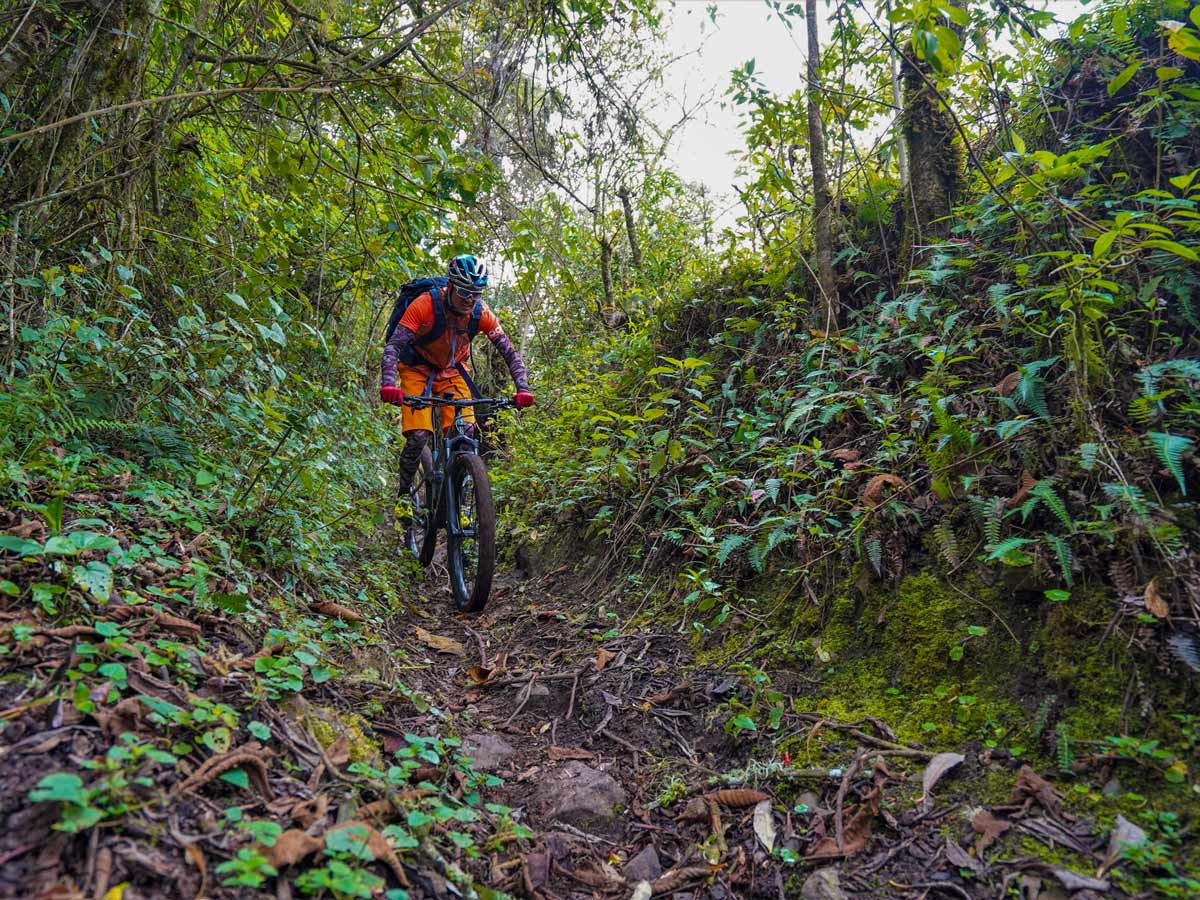Forest jungle mountain biking rural