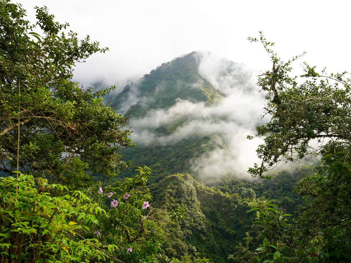 Misty rainforest mountains biking