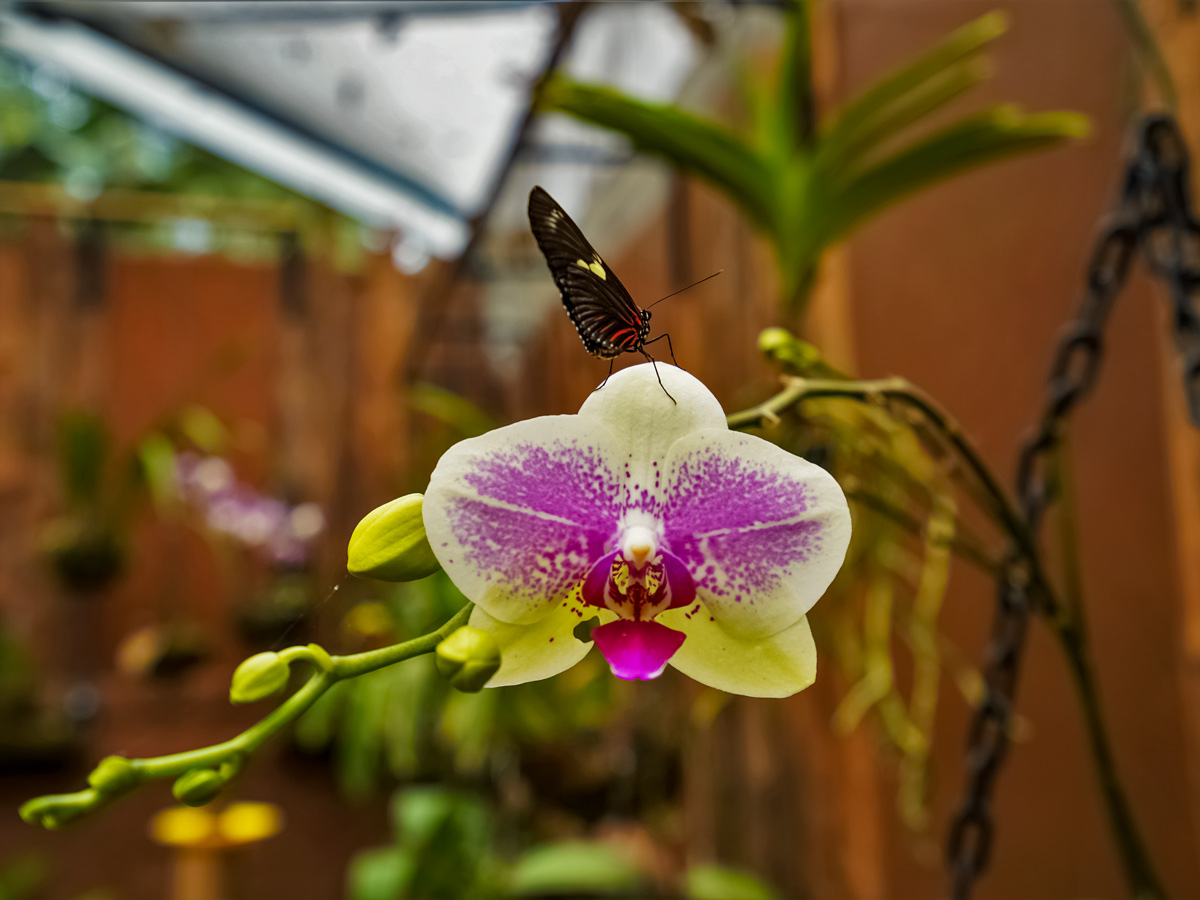 Butterfly orchid flower