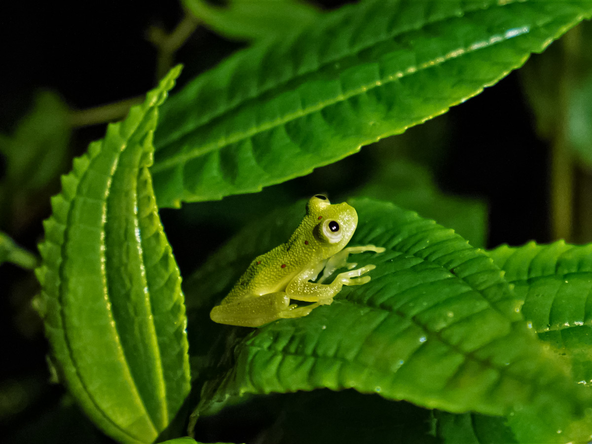 Rainforest wildlife frog biking adventure tour