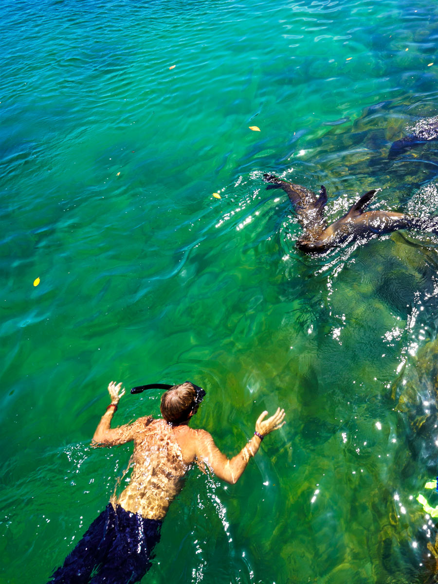 Snorkelling with seals sea lions wildlife