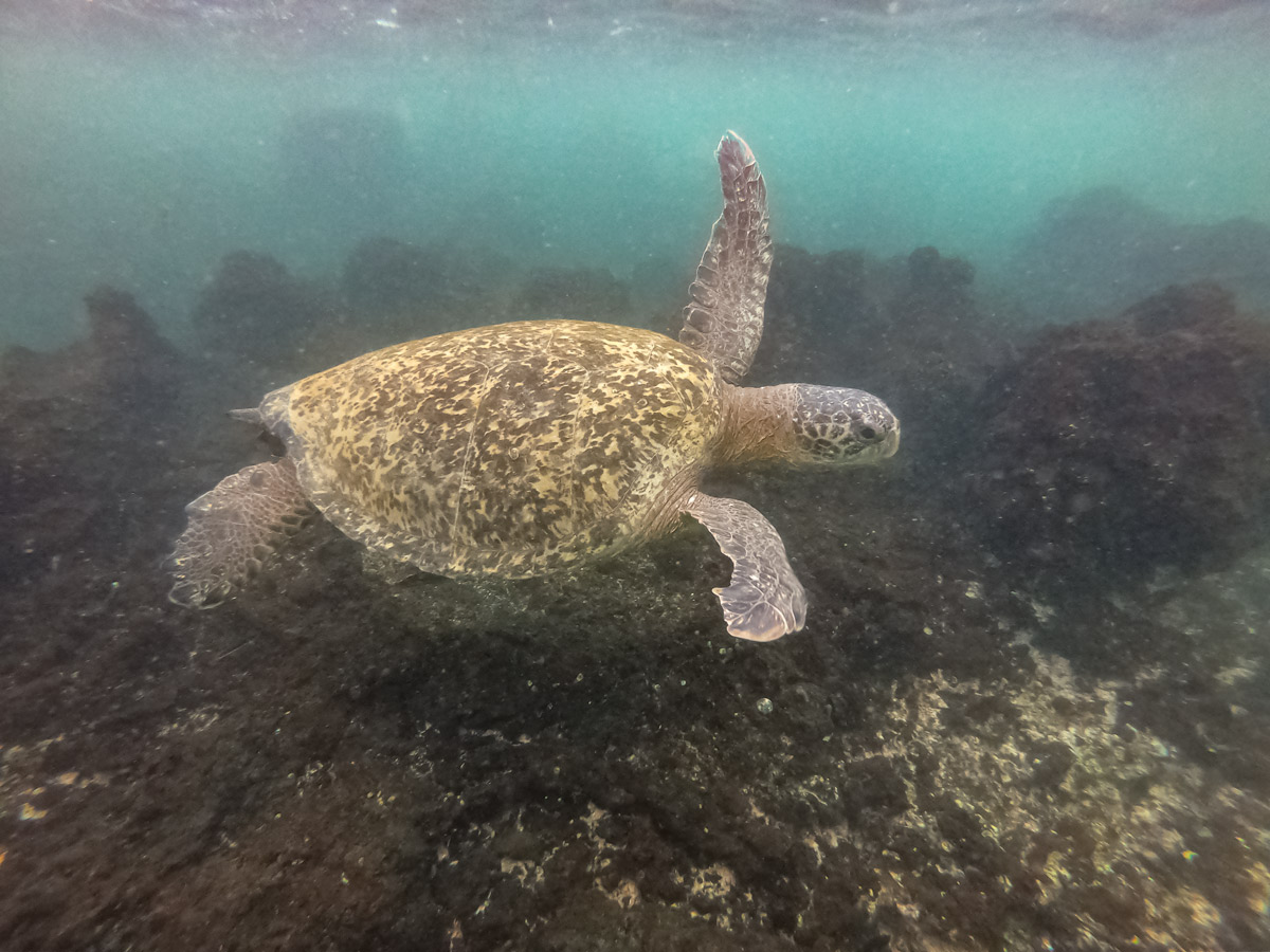 Snorkelling sea turtle