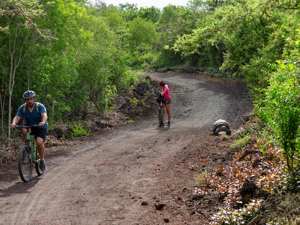 Biking with tortoise wildlife