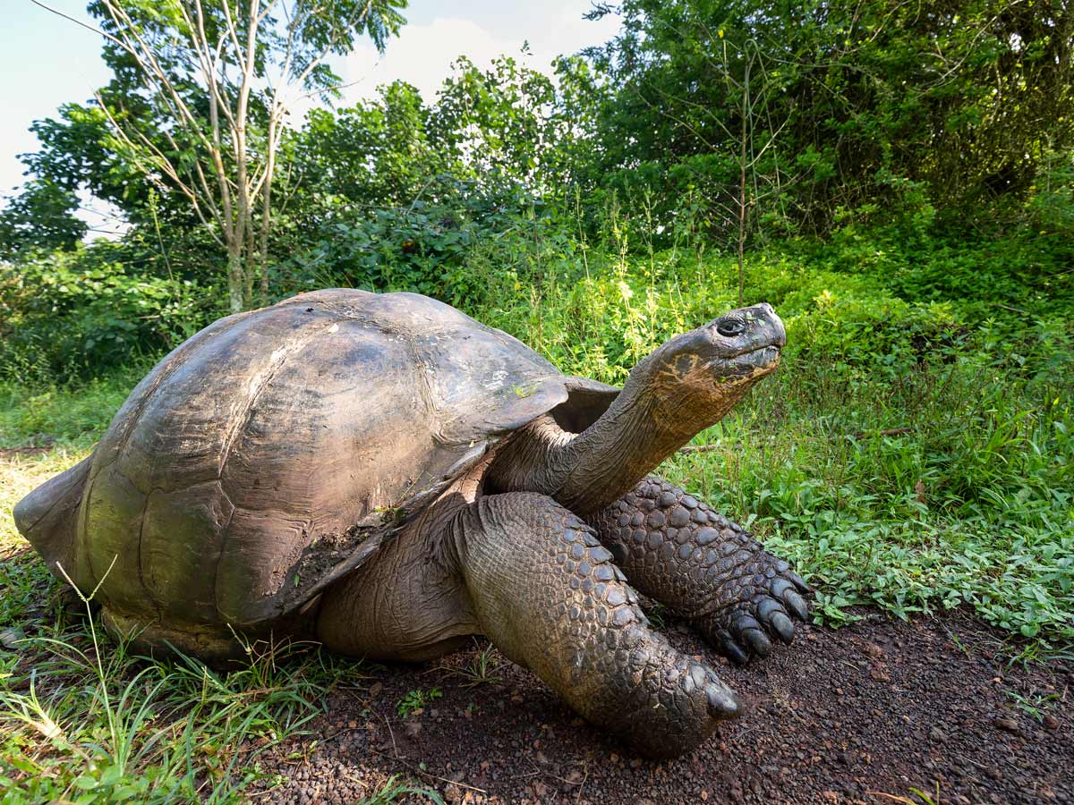 Old giant tortoise