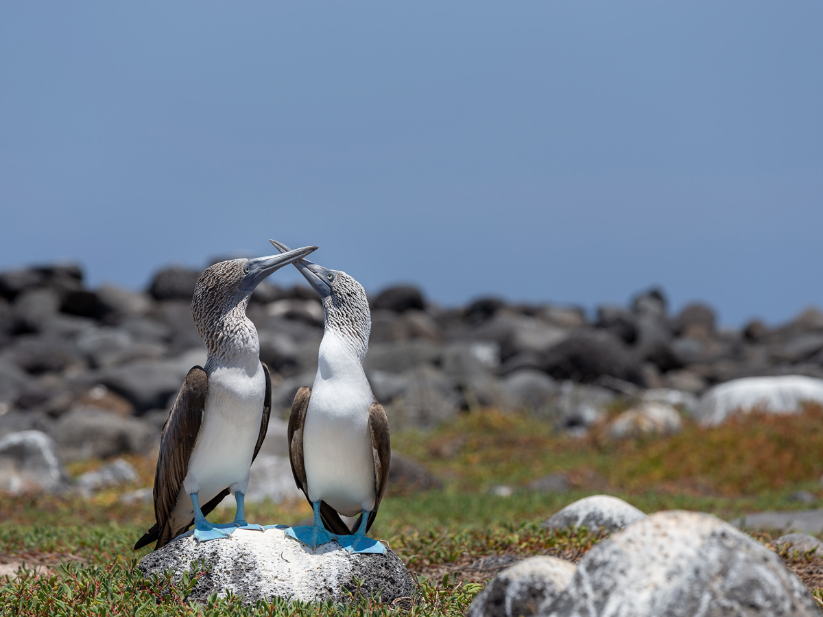 Blue footed boobies wildlife birds