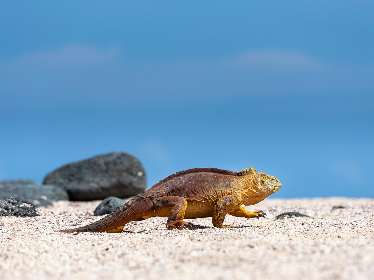 Beach Iguana