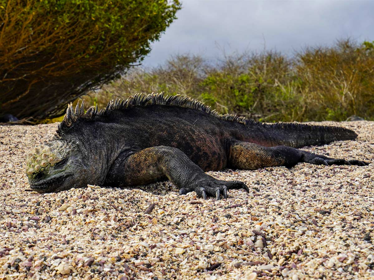 Sleeping Iguana