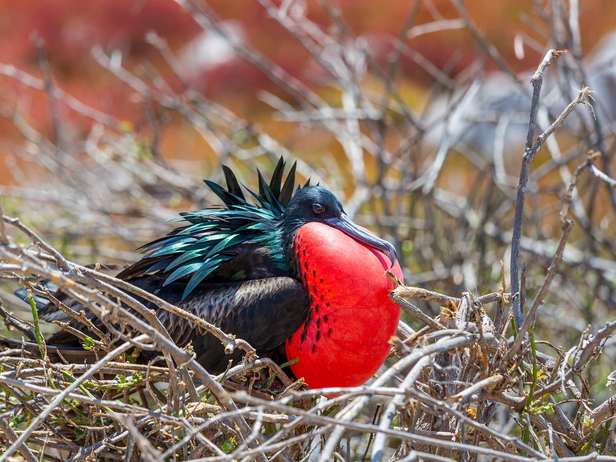 Unique bird