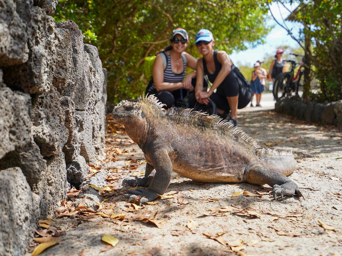 Iguana on the Trail