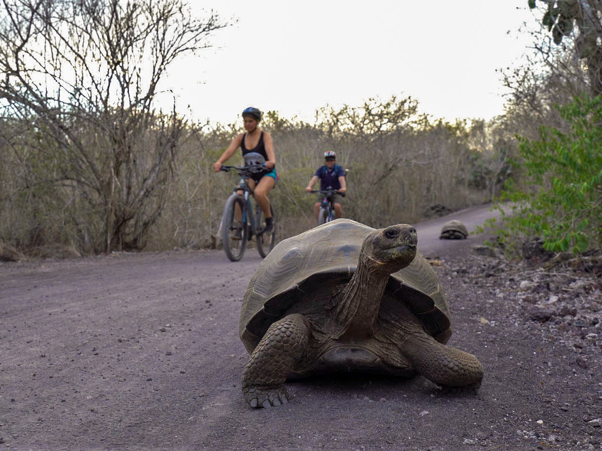 Biking with giant tortoise