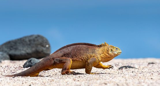 Biking the Galapagos Islands Tour