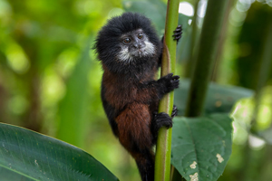 Paddling through Ecuador’s Rainforest