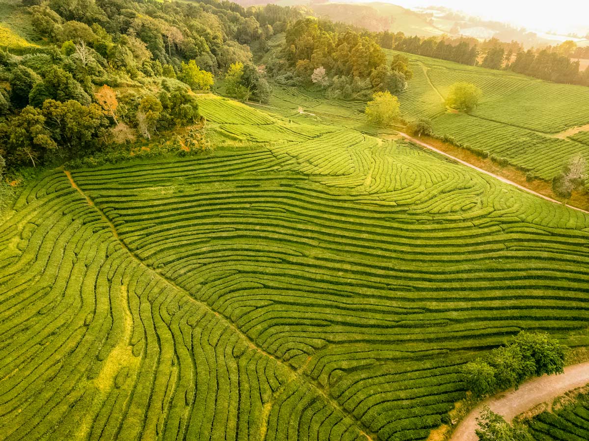 Gorreana Azores Portugal tea plantations