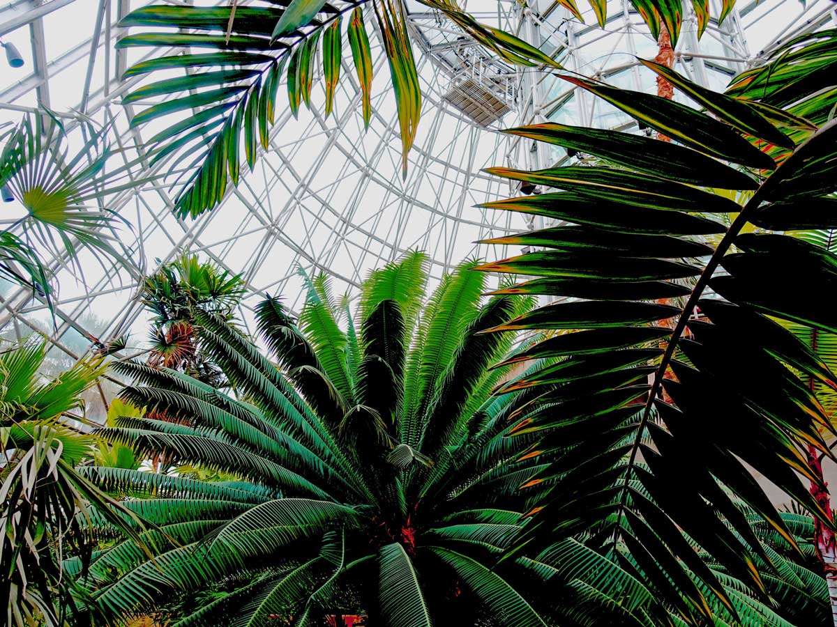 Jardim António Ponta Delgada gardens