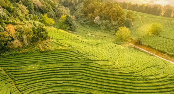 Azores Islands Walking Tour