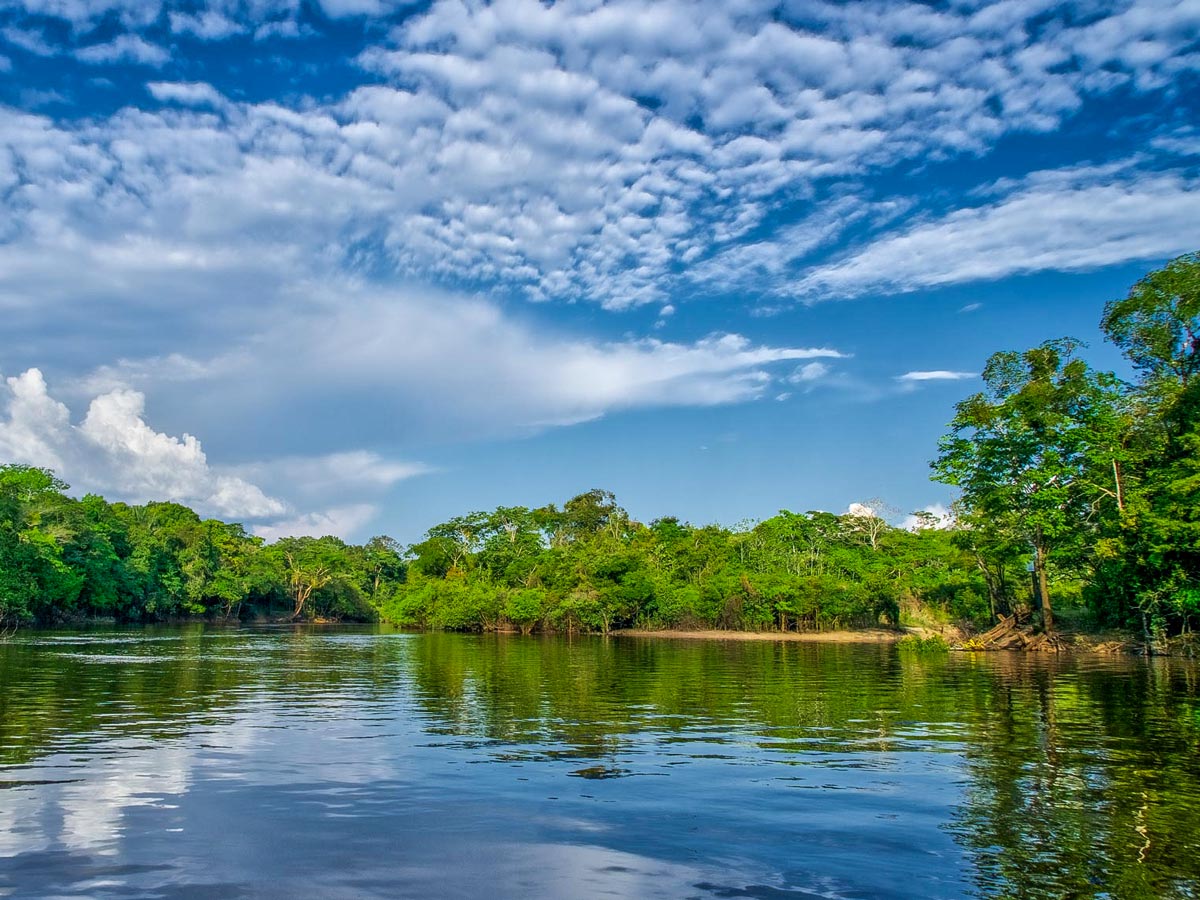 Amazon rainforest and jungle along birding expedition trip Peru