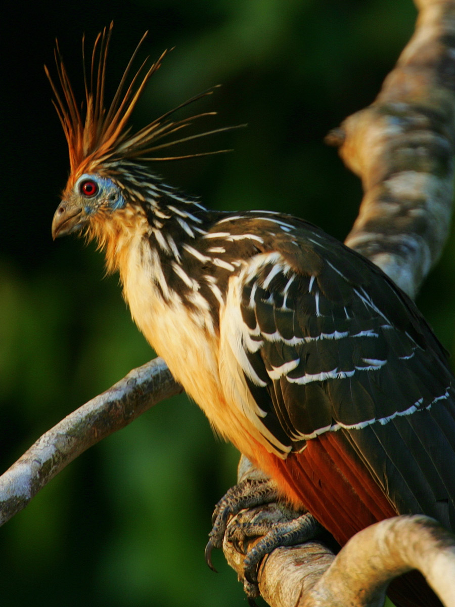 Hoatzin reptile Bird spotted birding expedition Peru