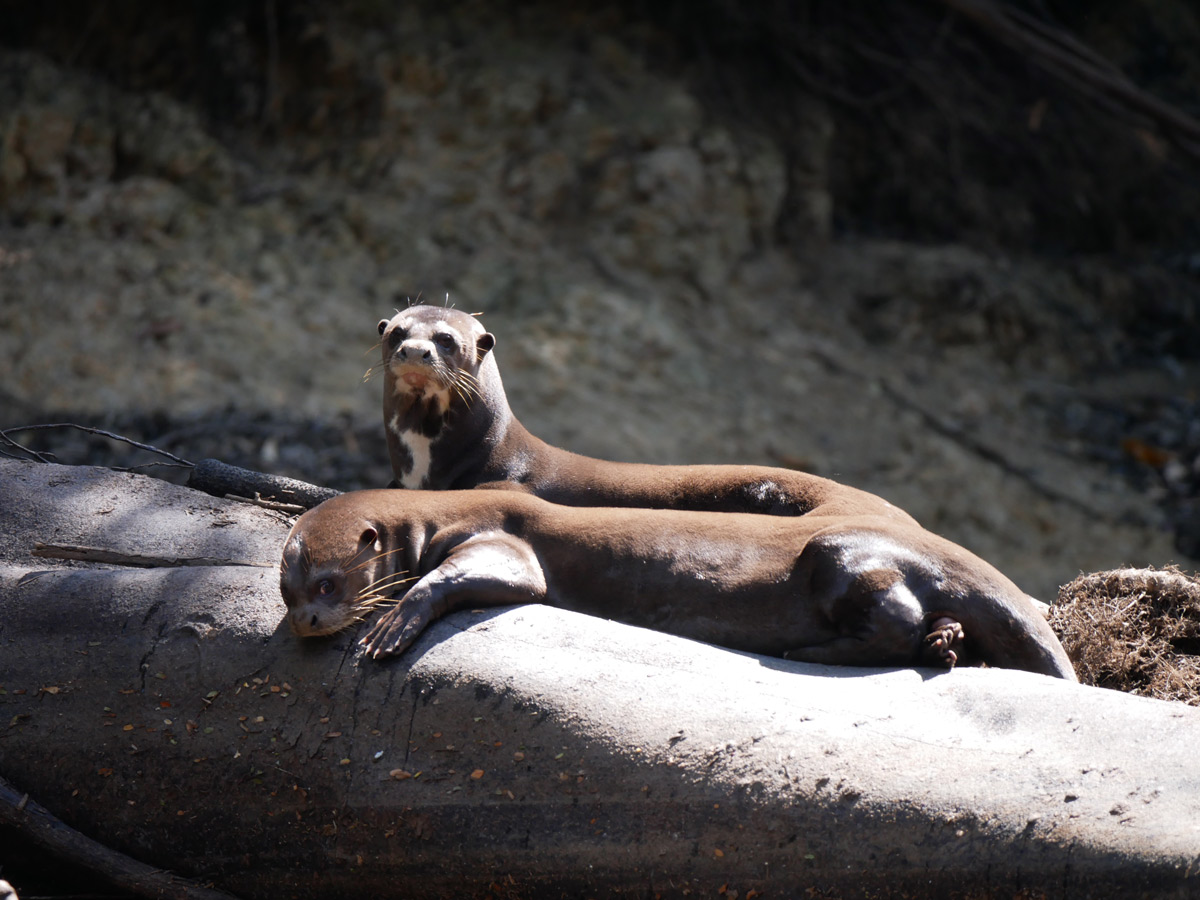 Giant River Otters spotted birding expedition Peru