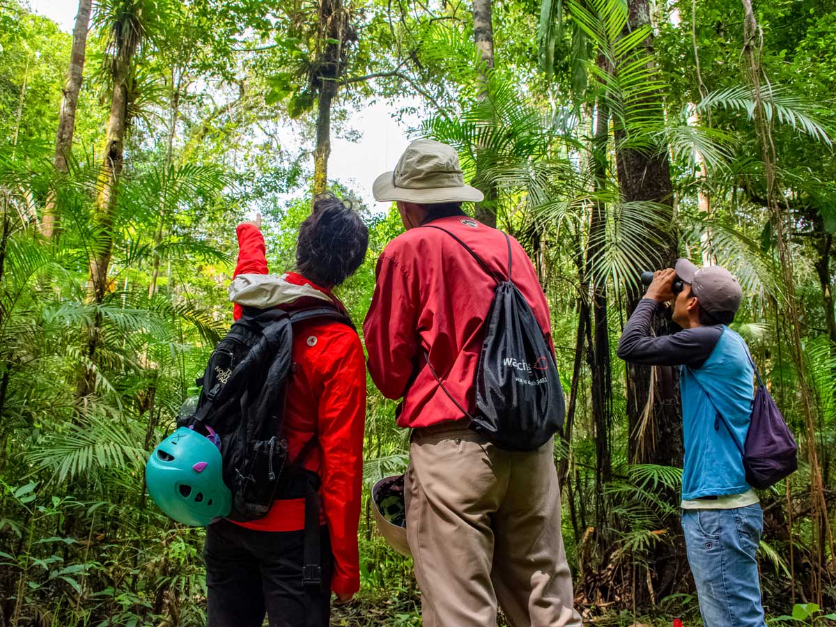 Birding expedition in the Amazon rainforest jungle Peru