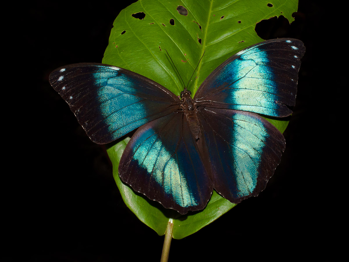 Blue morpho butterfly birding expedition Amazon Peru