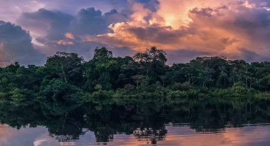 Amazon Birdwatching Expedition