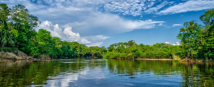 Amazon Birdwatching Expedition