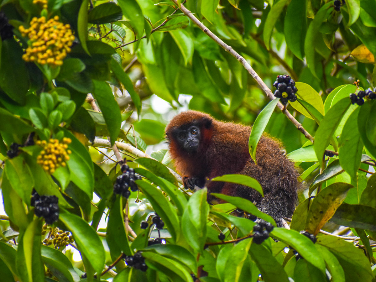 Monkey hiding in tree Amazon camping expedition Peru