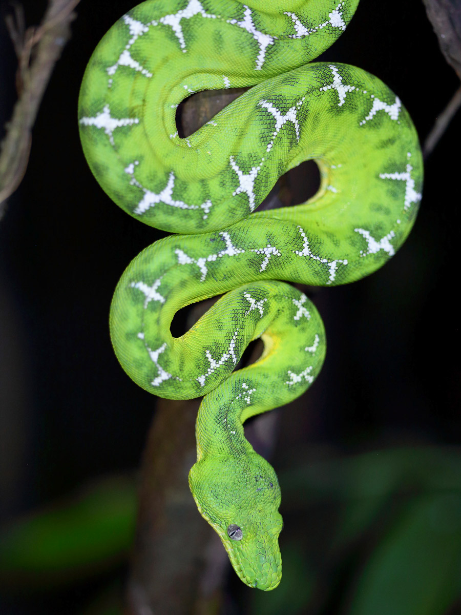 Amazon wildlife Emerald Tree Boa camping expedition Peru